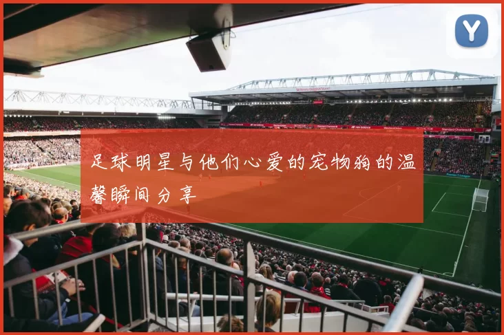 足球明星与他们心爱的宠物狗的温馨瞬间分享